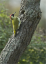 Green Woodpecker